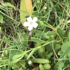 Myoporum parvifolium (Creeping Myoporum) at Ventnor, VIC - 14 Dec 2021 by Tapirlord