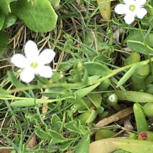 Myoporum parvifolium at Ventnor, VIC - 15 Dec 2021