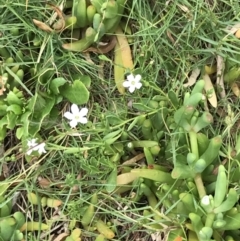 Myoporum parvifolium at Ventnor, VIC - 15 Dec 2021