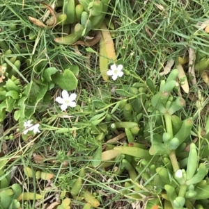 Myoporum parvifolium at Ventnor, VIC - 15 Dec 2021