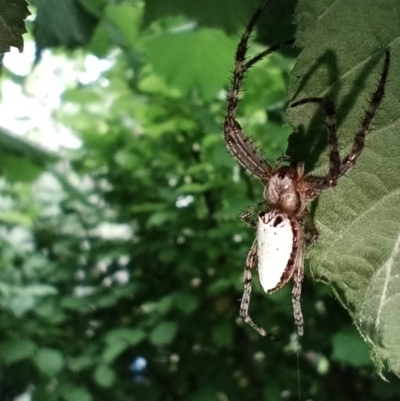 Plebs bradleyi (Enamelled spider) at Corang, NSW - 24 Dec 2021 by LeonieWood