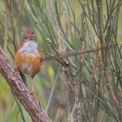 Stipiturus malachurus (Southern Emu-wren) at Bonny Hills, NSW - 27 Dec 2020 by rawshorty