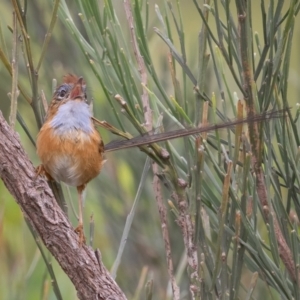 Stipiturus malachurus at Bonny Hills, NSW - suppressed