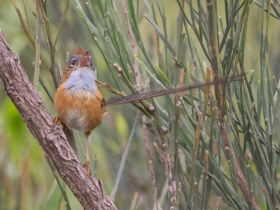 Stipiturus malachurus (Southern Emu-wren) at Bonny Hills, NSW - 28 Dec 2020 by rawshorty