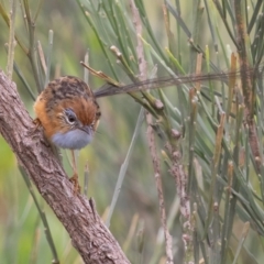 Stipiturus malachurus at Bonny Hills, NSW - suppressed