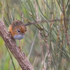 Stipiturus malachurus at Bonny Hills, NSW - suppressed