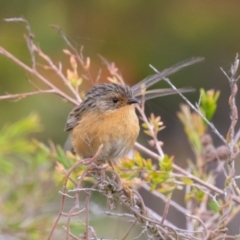 Stipiturus malachurus (Southern Emu-wren) at Bonny Hills, NSW - 23 Dec 2020 by rawshorty