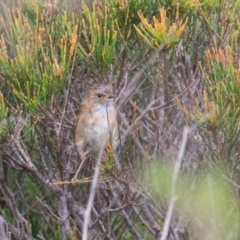 Stipiturus malachurus at Bonny Hills, NSW - suppressed