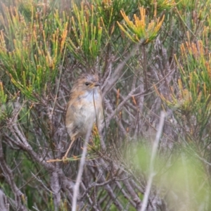 Stipiturus malachurus at Bonny Hills, NSW - suppressed