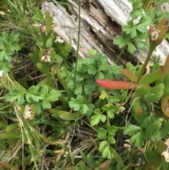 Apium prostratum at Ventnor, VIC - 15 Dec 2021