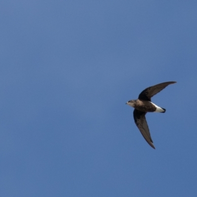 Hirundapus caudacutus (White-throated Needletail) at Port Macquarie, NSW - 29 Dec 2020 by rawshorty