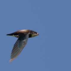 Hirundapus caudacutus (White-throated Needletail) at Lake Innes, NSW - 27 Dec 2020 by rawshorty