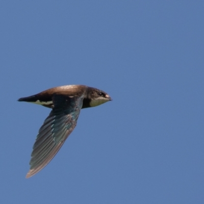 Hirundapus caudacutus (White-throated Needletail) at Lake Innes, NSW - 27 Dec 2020 by rawshorty