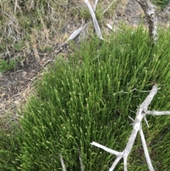 Unidentified Other Wildflower or Herb (TBC) at Ventnor, VIC - 14 Dec 2021 by Tapirlord