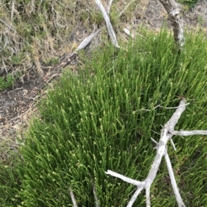 Salicornia quinqueflora at Ventnor, VIC - 15 Dec 2021 10:19 AM