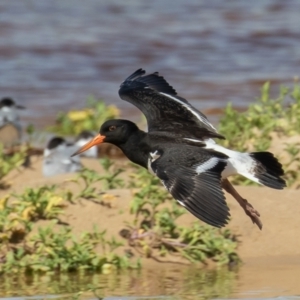 Haematopus longirostris at Lake Cathie, NSW - suppressed