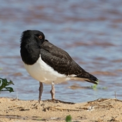 Haematopus longirostris at Lake Cathie, NSW - suppressed