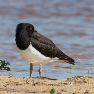 Haematopus longirostris at Lake Cathie, NSW - suppressed