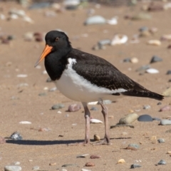 Haematopus longirostris at Lake Cathie, NSW - 23 Dec 2020