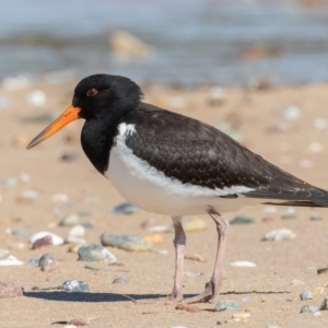 Haematopus longirostris at Lake Cathie, NSW - suppressed