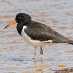 Haematopus longirostris at Lake Cathie, NSW - suppressed