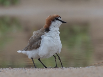 Anarhynchus ruficapillus (Red-capped Plover) at Lake Cathie, NSW - 21 Dec 2020 by rawshorty