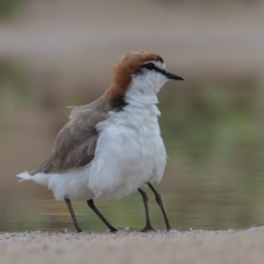 Charadrius ruficapillus (Red-capped Plover) at Lake Cathie, NSW - 21 Dec 2020 by rawshorty