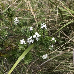 Westringia fruticosa at Ventnor, VIC - 15 Dec 2021 10:22 AM