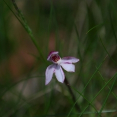 Caladenia alpina (Mountain Caps) at Geehi, NSW - 23 Dec 2021 by MB