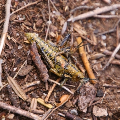 Yeelana pavonina (Colourful Yeelana) at Kosciuszko National Park - 23 Dec 2021 by MB