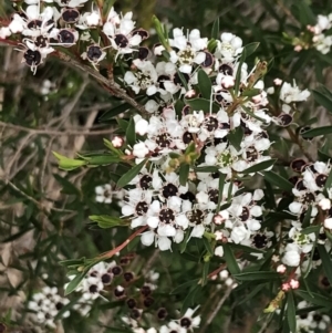 Kunzea ericoides at Ventnor, VIC - 15 Dec 2021