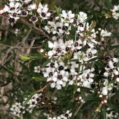 Kunzea ericoides (TBC) at Ventnor, VIC - 14 Dec 2021 by Tapirlord