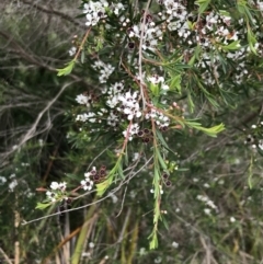 Kunzea ericoides at Ventnor, VIC - 15 Dec 2021