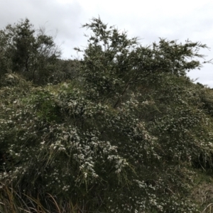 Kunzea ericoides at Ventnor, VIC - 15 Dec 2021