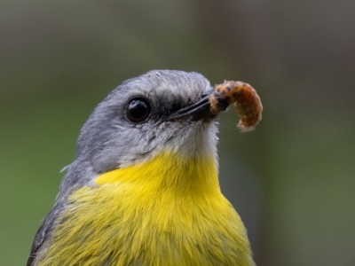 Eopsaltria australis (Eastern Yellow Robin) at Port Macquarie, NSW - 26 Dec 2020 by rawshorty