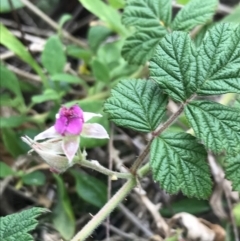 Rubus parvifolius (Native Raspberry) at Ventnor, VIC - 14 Dec 2021 by Tapirlord