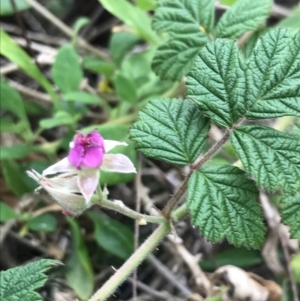 Rubus parvifolius at Ventnor, VIC - 15 Dec 2021