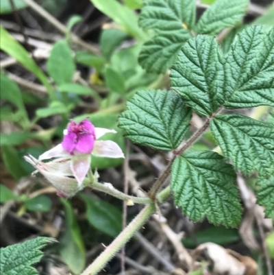 Rubus parvifolius (Native Raspberry) at Ventnor, VIC - 14 Dec 2021 by Tapirlord