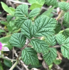 Rubus parvifolius at Ventnor, VIC - 15 Dec 2021