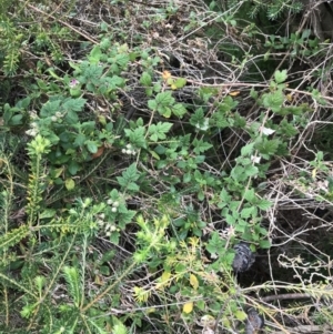 Rubus parvifolius at Ventnor, VIC - 15 Dec 2021