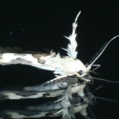 Stathmopoda melanochra (An Oecophorid moth (Eriococcus caterpillar)) at Ainslie, ACT - 20 Dec 2021 by jbromilow50
