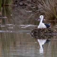 Himantopus leucocephalus (Pied Stilt) at Rawdon Island, NSW - 29 Dec 2020 by rawshorty