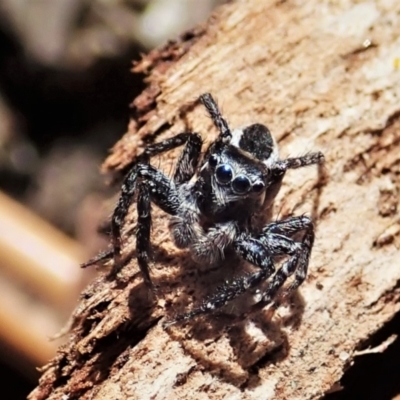 Jotus frosti (Frost's jumping spider) at Namadgi National Park - 22 Dec 2021 by CathB