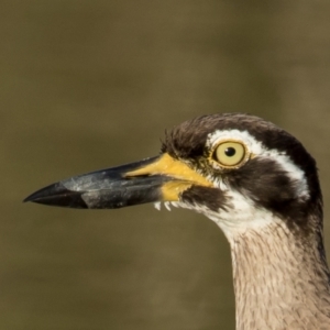 Esacus magnirostris at Lake Cathie, NSW - 28 Apr 2016