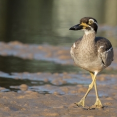 Esacus magnirostris at Lake Cathie, NSW - 28 Apr 2016 07:13 AM