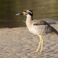 Esacus magnirostris at Lake Cathie, NSW - 28 Apr 2016 07:13 AM