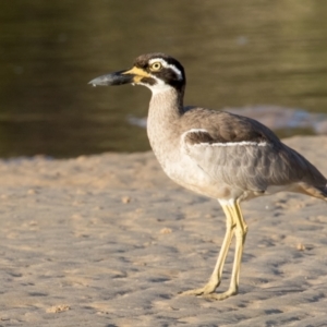 Esacus magnirostris at Lake Cathie, NSW - 28 Apr 2016