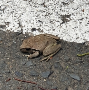 Litoria lesueuri at Moollattoo, NSW - 22 Dec 2021 12:11 PM