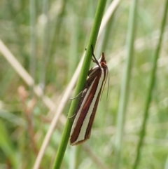 Corynophora lativittalis (Crambinae) at Paddys River, ACT - 22 Dec 2021 by CathB