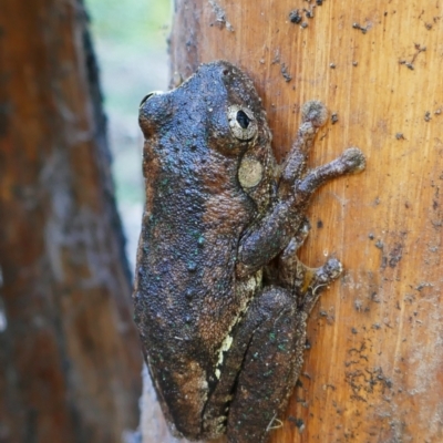 Litoria peronii (Peron's Tree Frog, Emerald Spotted Tree Frog) at Ettrema, NSW - 21 Dec 2021 by MB